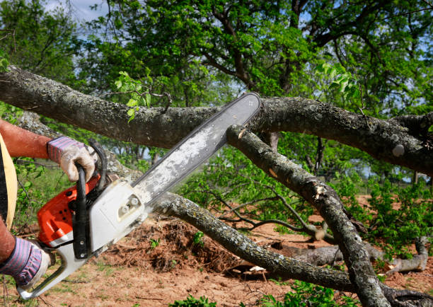 Medulla, FL Tree Care Services Company